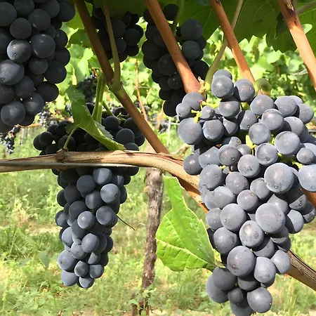 Διαμέρισμα Ferien- Und Winzerhof Simon