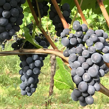 Ferien- Und Winzerhof Simon Διαμέρισμα *