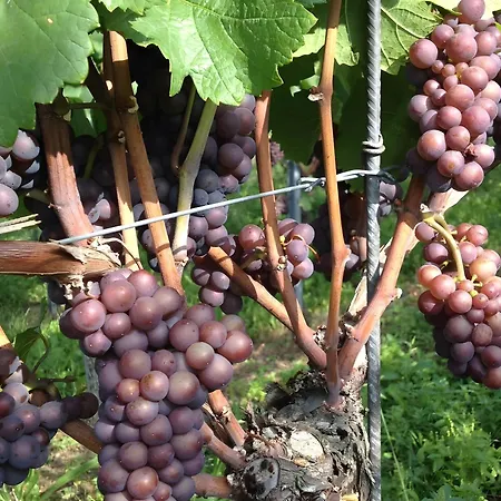 Ferien- Und Winzerhof Simon شقة