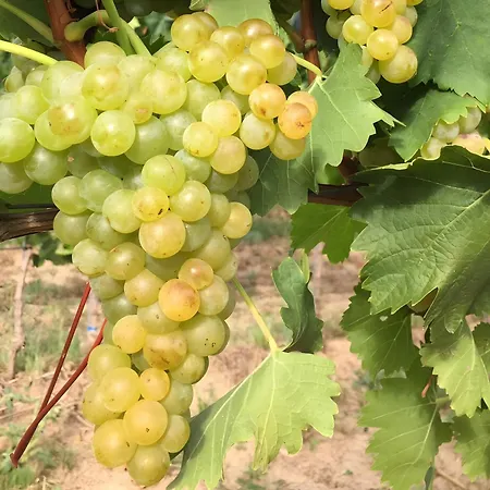 Ferien- Und Winzerhof Simon شقة فرايبورغ