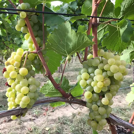 Ferien- Und Winzerhof Simon Διαμέρισμα Φράιμπουργκ