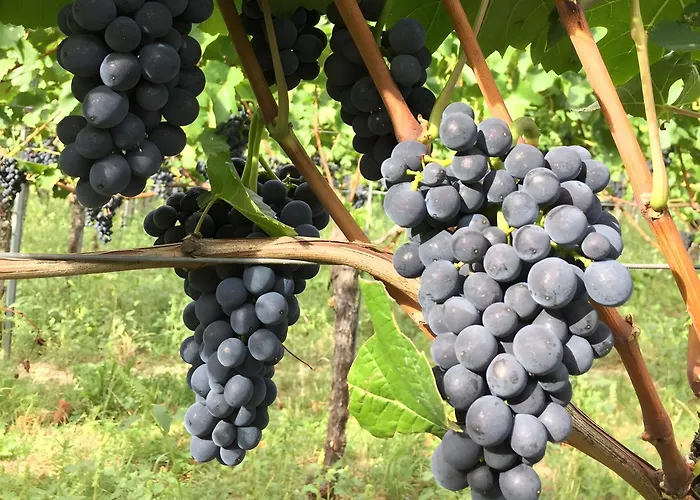 شقة Ferien- Und Winzerhof Simon