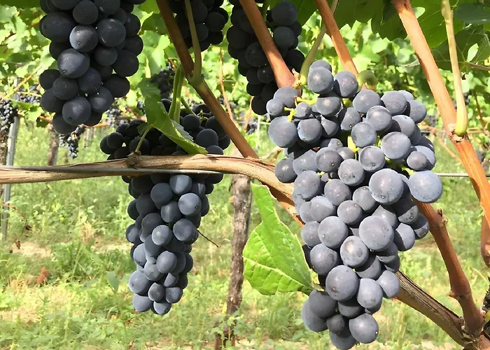 Ferien- Und Winzerhof Simon شقة *