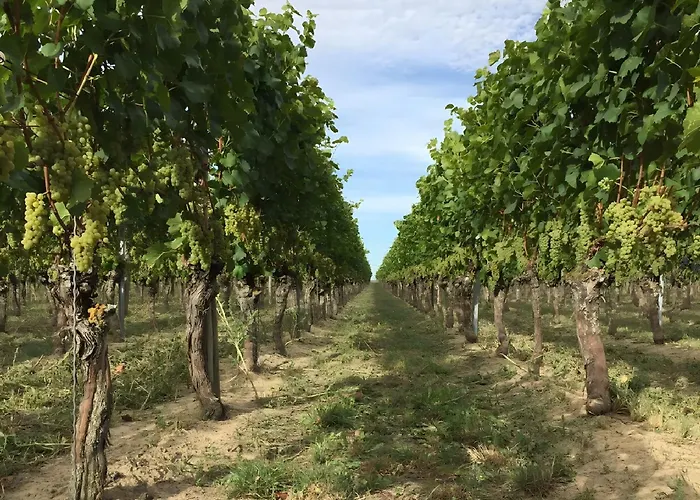 Ferien- Und Winzerhof Simon فرايبورغ