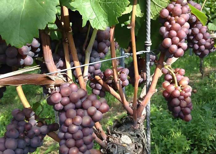 Ferien- Und Winzerhof Simon شقة