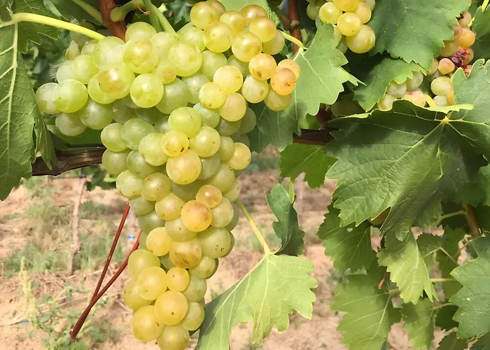 Ferien- Und Winzerhof Simon شقة فرايبورغ