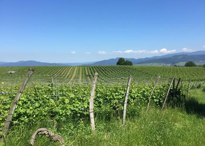 شقة Ferien- Und Winzerhof Simon فرايبورغ