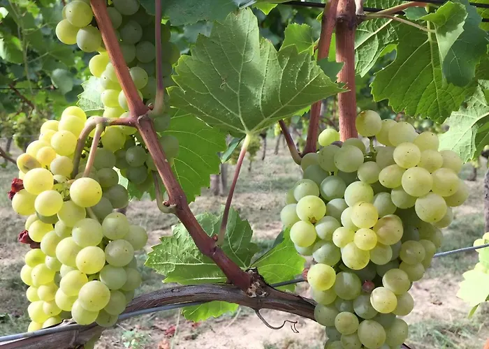 Ferien- Und Winzerhof Simon شقة فرايبورغ